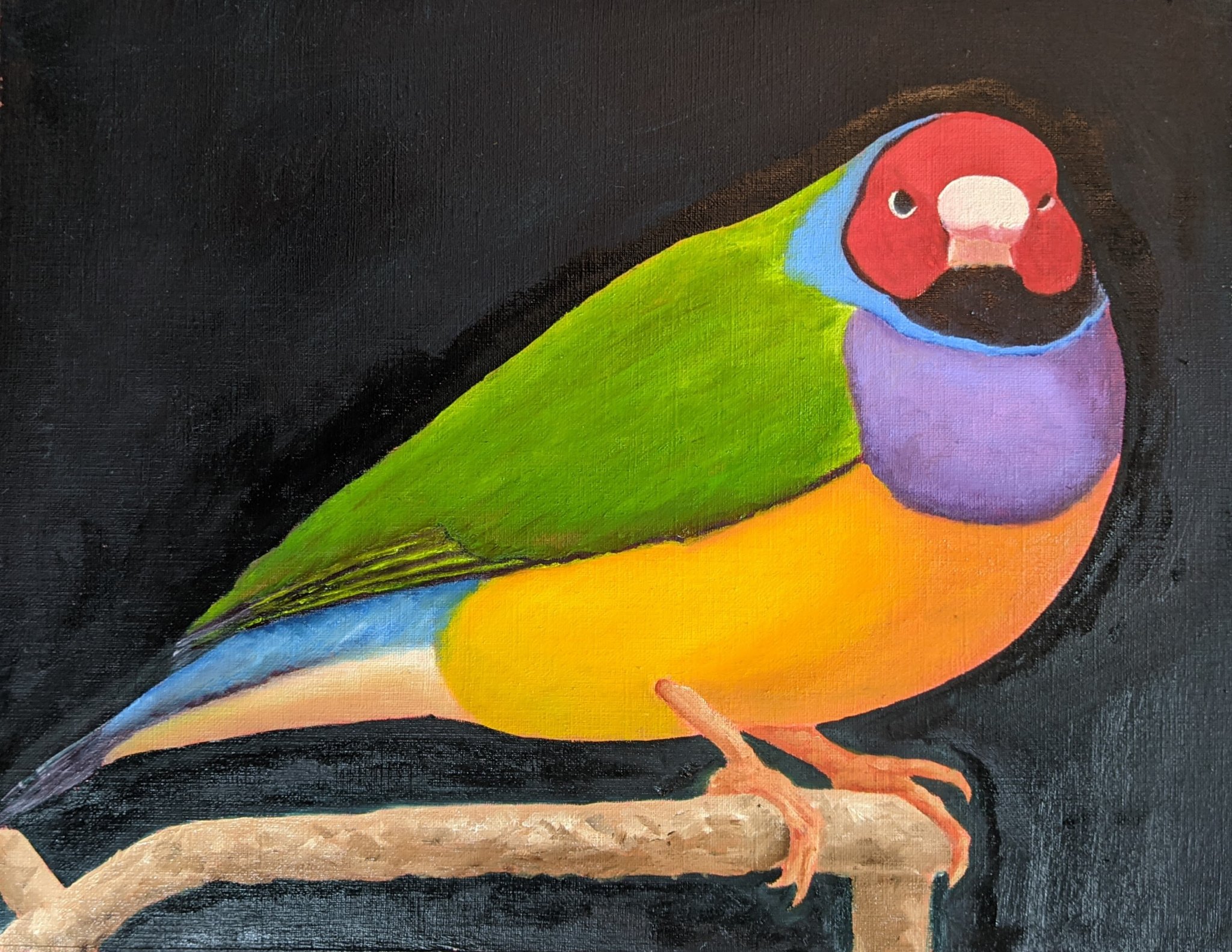 Gouldian Finch, oil on canvas